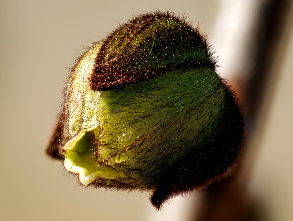 PawPaw Bud 2
