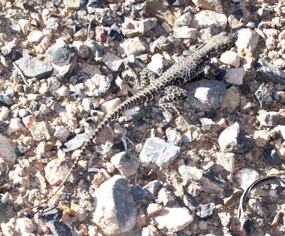 LIZARD, BLUNT-NOSED LEOPARD (gambelia sila) (6-6-13) lincoln co, nv (2)