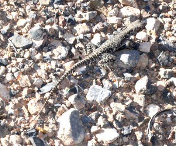 LIZARD, BLUNT-NOSED LEOPARD (gambelia sila) (6-6-13) lincoln co, nv (2)