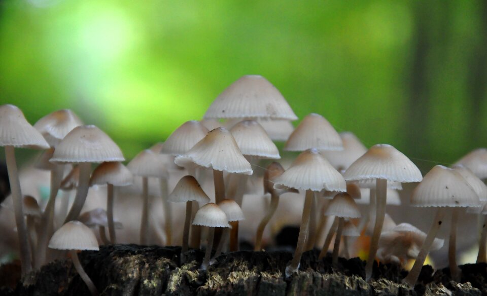 Forest autumn ink mushrooms