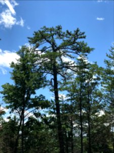 20190627-FS-CONF-Fire Learning Network field tour at Tallulah Gorge State Park