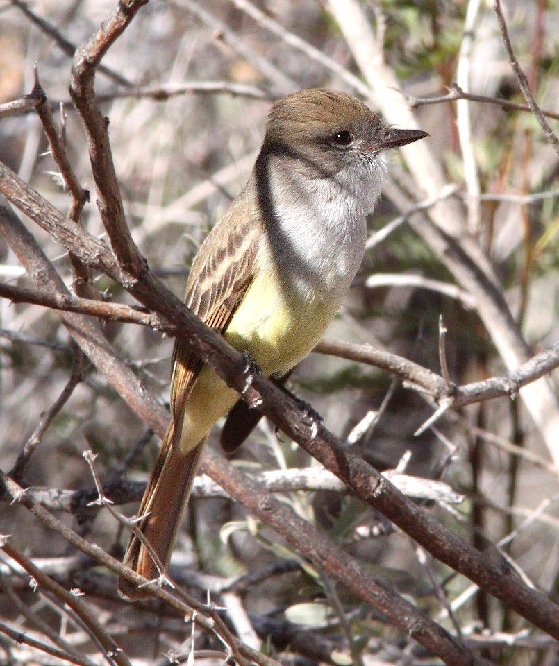 592 - NUTTING'S FLYCATCHER (1-1-12) bill william's nwr, parker dam area, az  (6)
