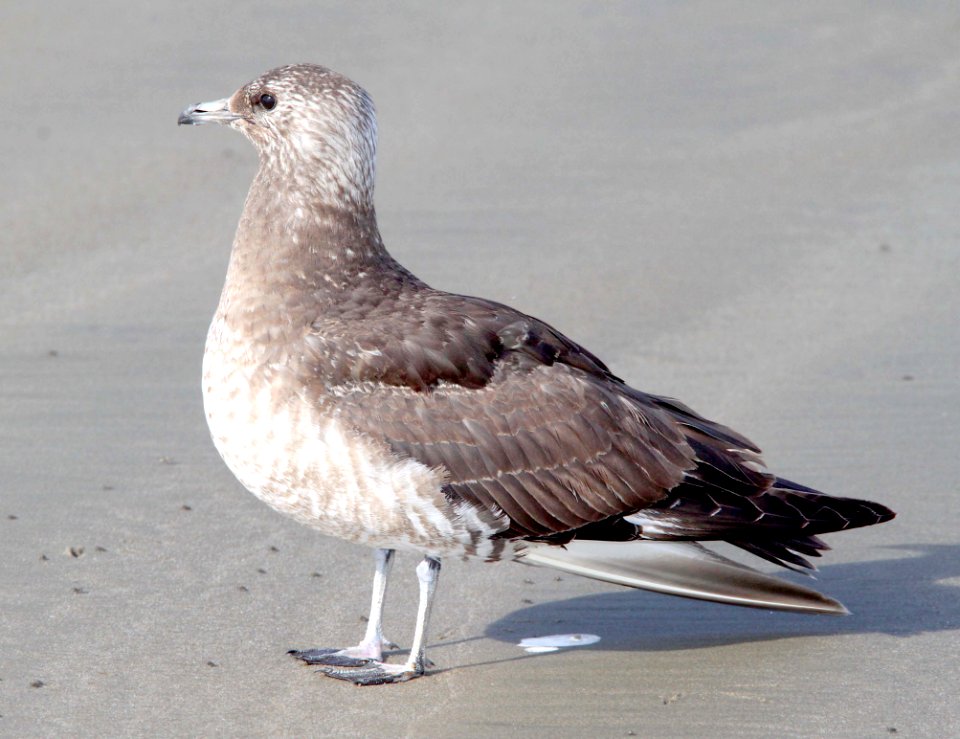 397 - PARASITIC JAEGER (11-27-12) juv., strand beacch, morro bay, slo co, ca  (1)