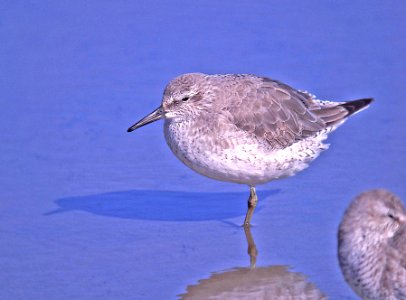 309 - RED KNOT (12-04) morro bay, slo co, ca (2)