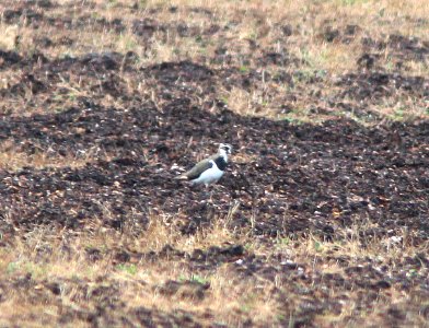 253 - NORTHERN LAPWING (2-19-13) statesboro, ga  (1)