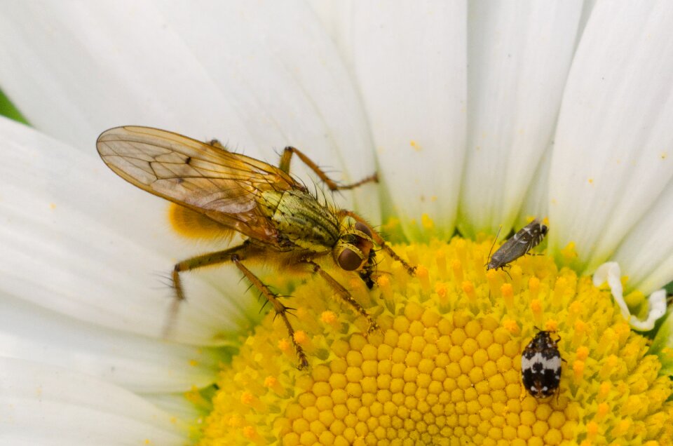 Insect yellow white