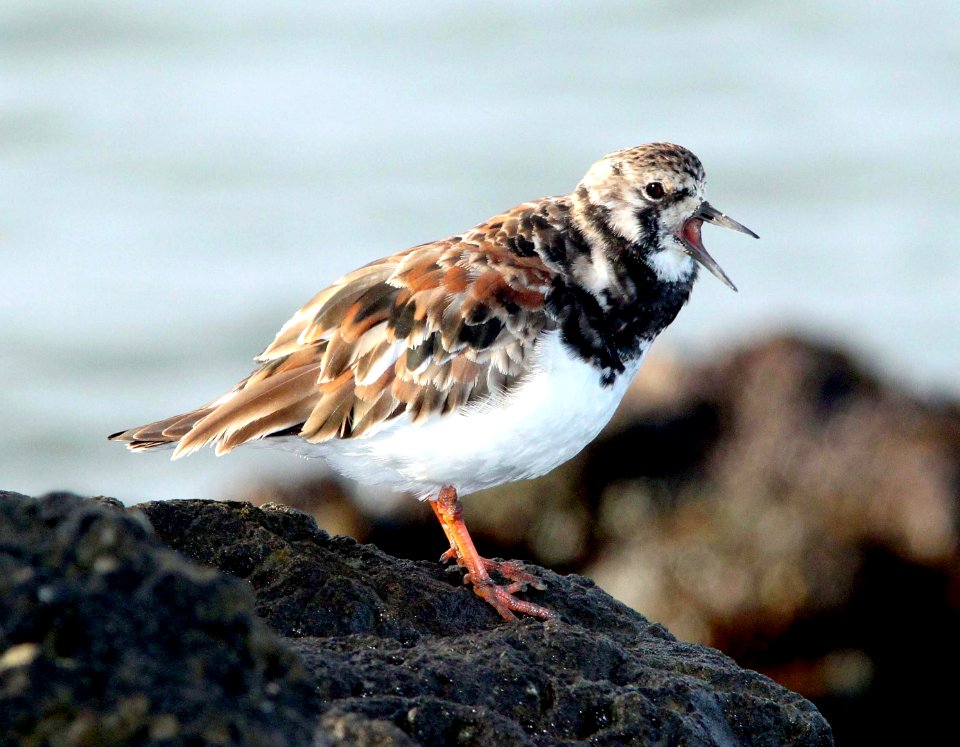 305 - RUDDY TURNSTONE (3-25-10) estero bluffs, slo co, ca  (5)