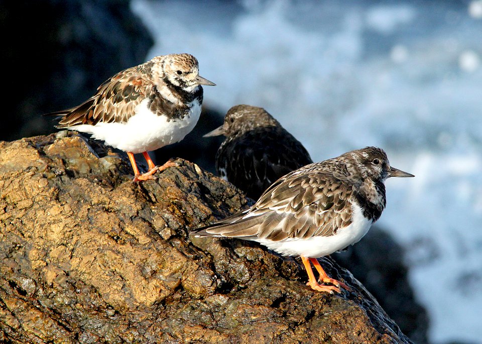 305 - RUDDY TURNSTONE (3-25-10) estero bluffs, slo co, ca  (2)
