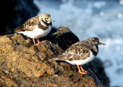 305 - RUDDY TURNSTONE (3-25-10) estero bluffs, slo co, ca  (2)