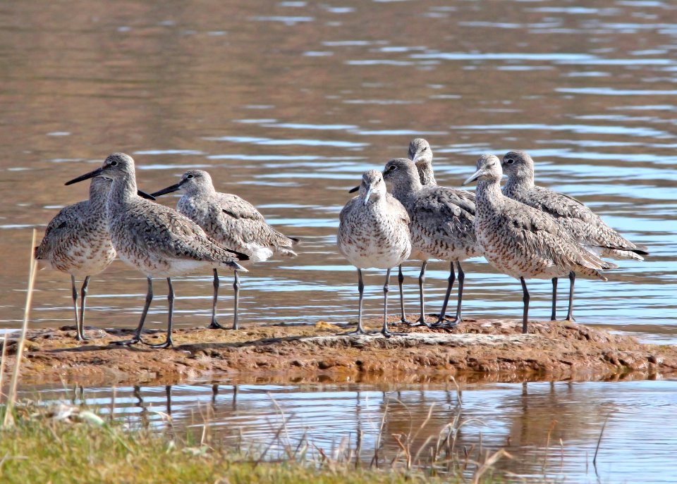 287 -WILLET (4-25-11) patagonia lake, scc, az  (2)