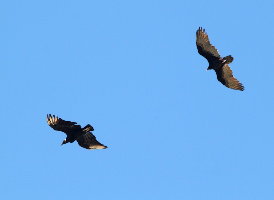 BLACK & TURKEY VULTURES (9-10-10) blue haven rd, patagonia, scc, az -01