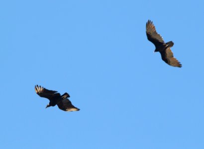 BLACK & TURKEY VULTURES (9-10-10) blue haven rd, patagonia, scc, az -01