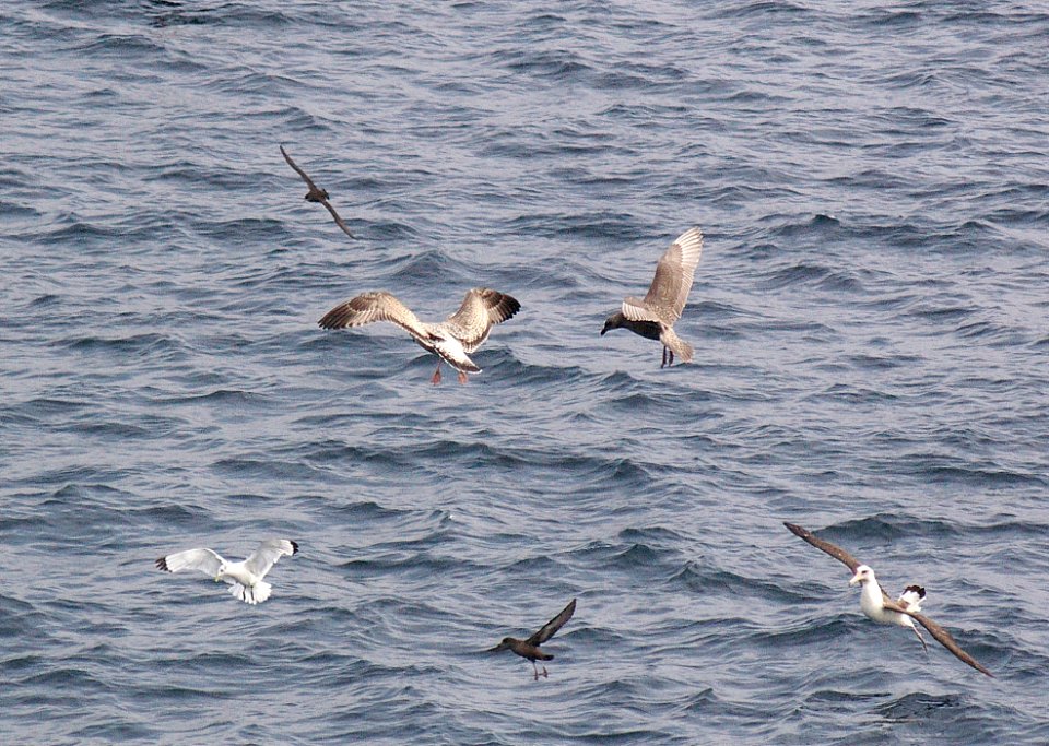 364 - VEGA HERRING HERRING GULL  (9-06) first winter, attu, ak  (2)