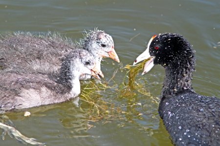 246 - AMERICAN COOT (5-13-11) patagonia lake, scc, az  (1)