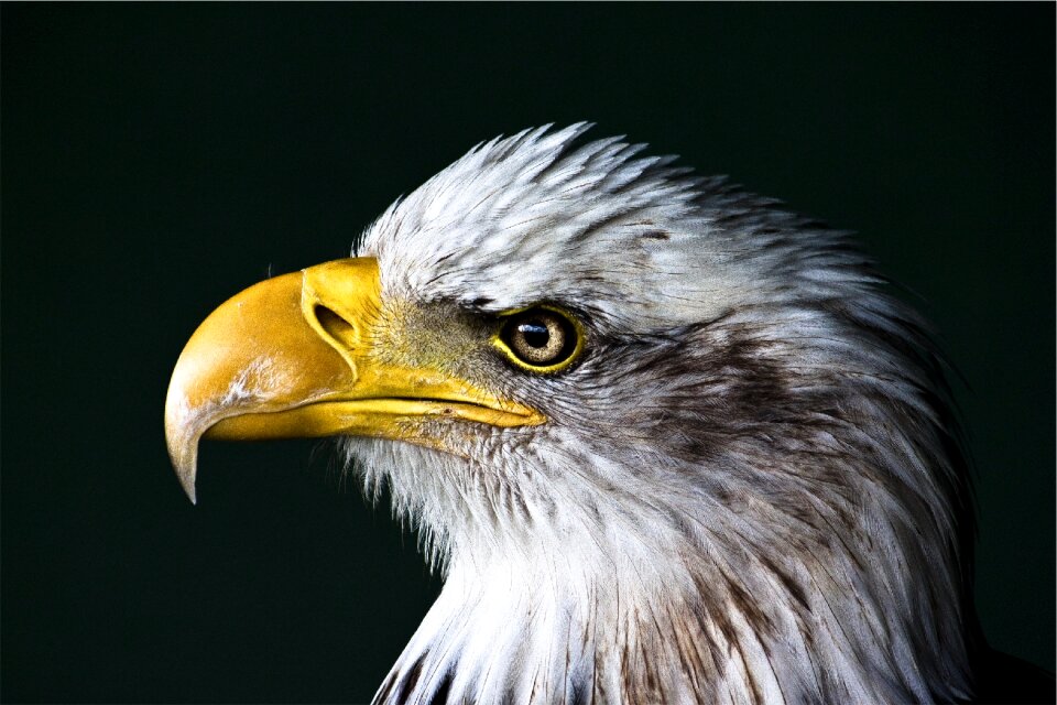 Wildlife portrait head