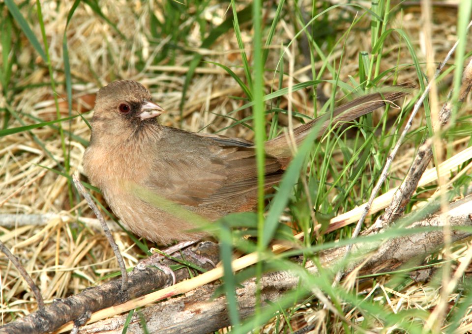 865 - ABERT'S TOWHEE (4-6-11) patagonia lake state park, scc, az  (5)