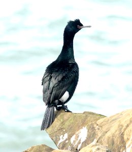 173 - PELAGIC CORMORANT (3-21-10) piedras blancas, slo co, ca  (4)