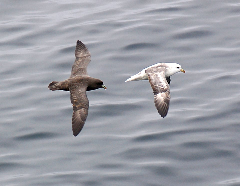 111 - NORTHERN FULMAR (9-06) aleutians, ak (2)
