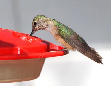 503 - BROAD-TAILED HUMMINGBIRD (3-24-11) paton's, scc, az -01 photo