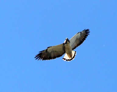 228 - WHITE-TAILED HAWK (3-5-12) laguna atascosa nat wildlife refuge, near laguna vista, tx