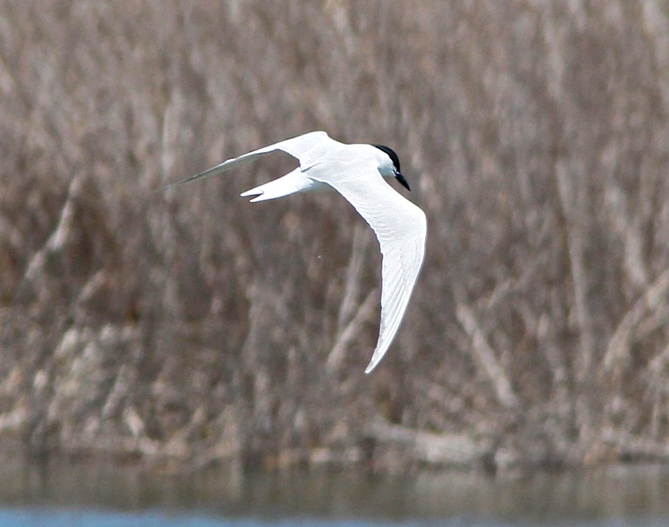 381 - GULL-BILLED TERN (3-26-13) corpus christi botanical garden, nueces co, tx  (2)