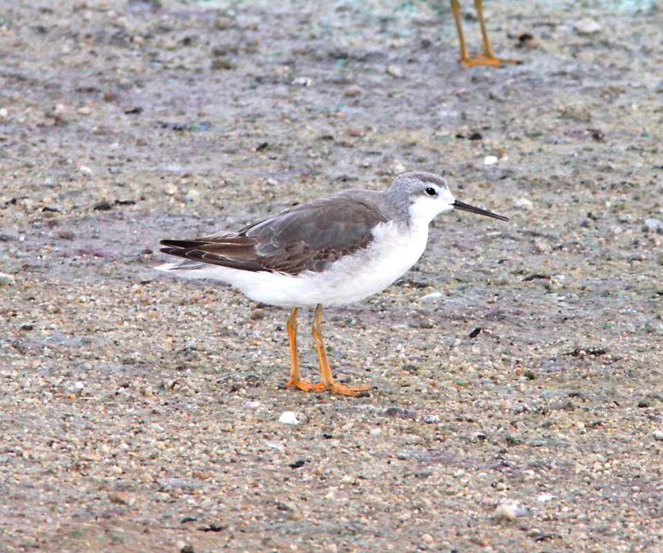 340 - WILSON'S PHALAROPE (9-9-10) wilcox, az