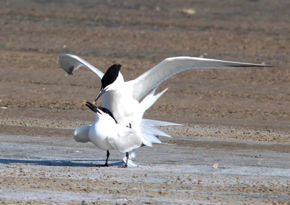 391- SANDWICH TERN (4-20-12) south padre island, tx  (4)