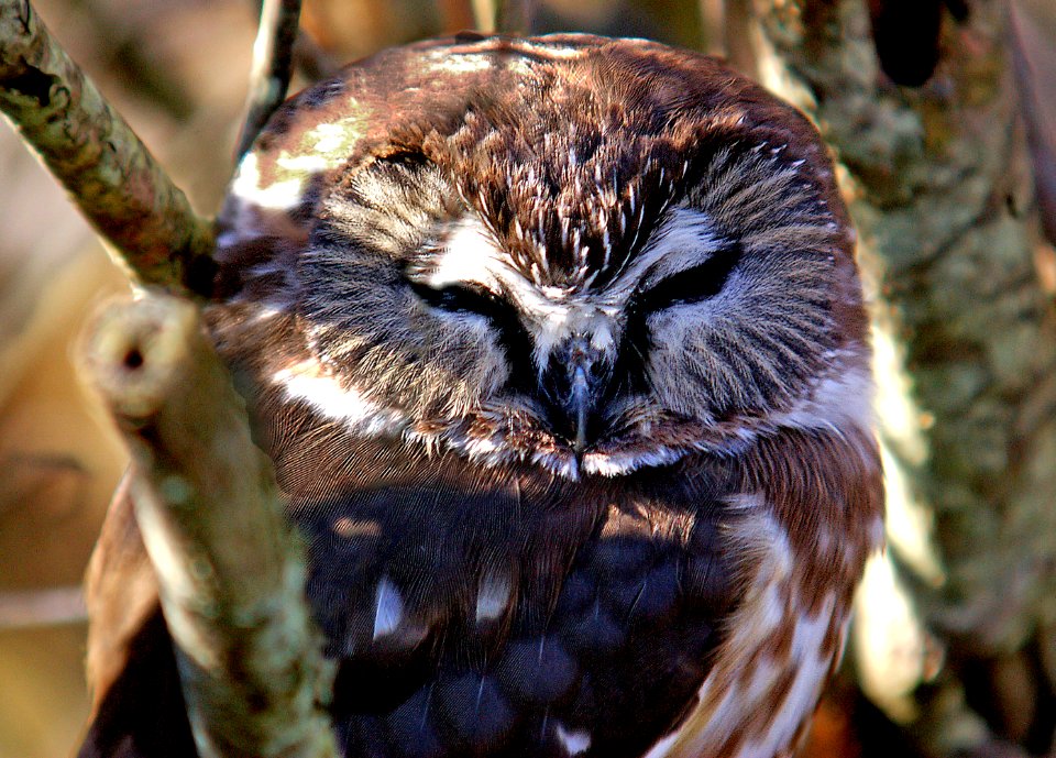 470 - NORTHERN SAW-WHET OWL (11-05) ma