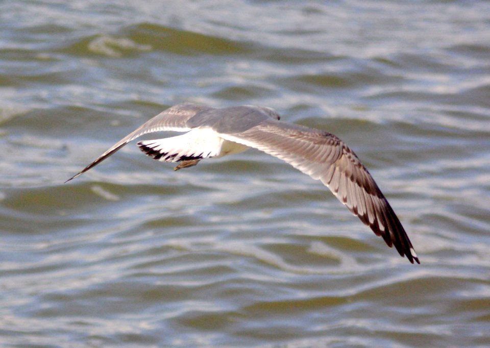 359 - MEW GUL (2-9-09) 1st winter, n of pedras blancas, slo co, ca (2)