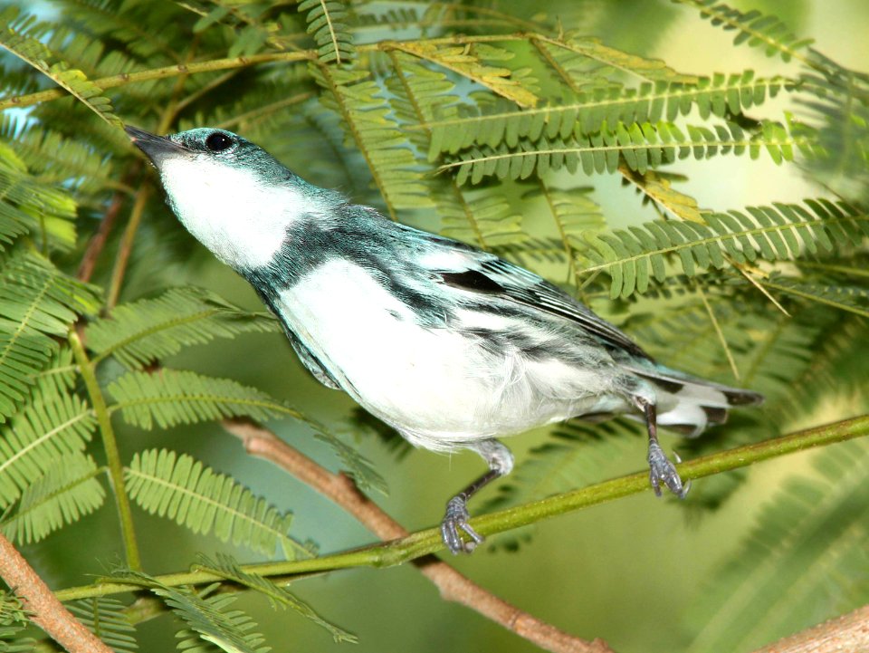 823 - CERULEAN WARBLER (4-19-12) convention center, south padre island, tx (5)
