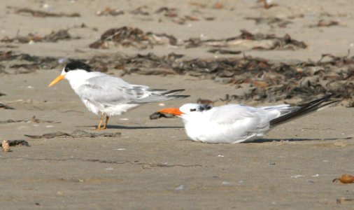 392 & 390 - ELEGANT & ROYAL TERN (9-26-08) morro strand, slo co, ca (5) photo