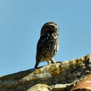 Little Owl