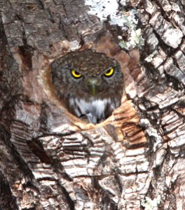 458 - NORTHERN PYGMY-OWL (4-28-13) miller cyn, cochise co, az 02