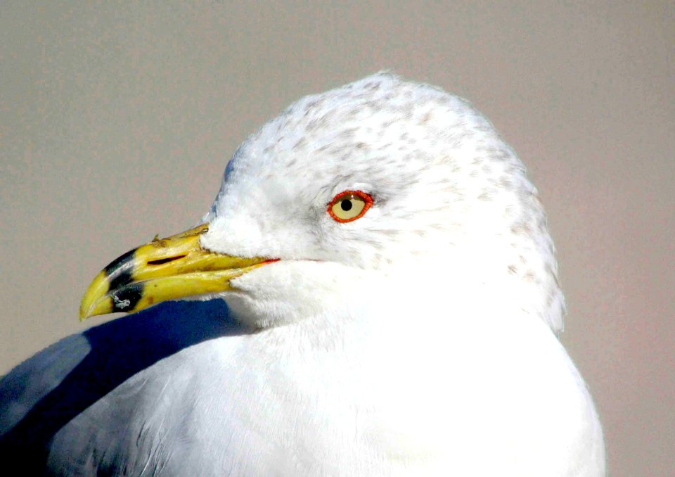 360 - RING-BILLED GULL (2-25-09) adult, slo co, ca