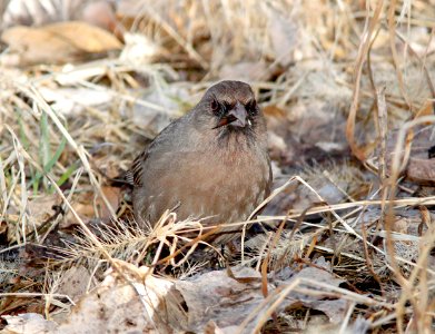 865 - ABERT'S TOWHEE (2-12-10) patagonia, scc, az