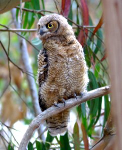 455 - GREAT HORNED OWL (6-25-08) juv, morro bay state park, slo co, ca (3)