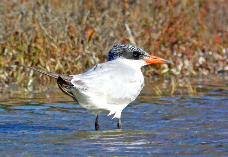 382 - CASPIAN TERN (11-13-08) morro bay est, slo co, ca (1)