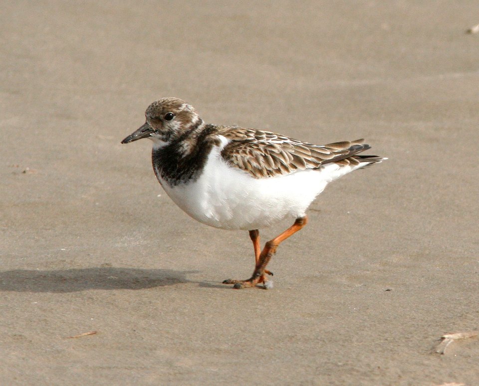 305 - RUDDY TURNSTONE  tx (1)