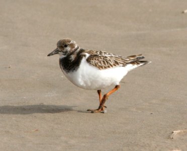 305 - RUDDY TURNSTONE  tx (1)