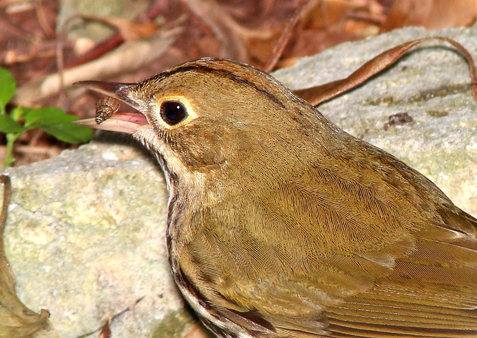 796 - OVENBIRD (3-7-13) key west tropical forest and botanical garden, key west, monroe co, fl  (16)