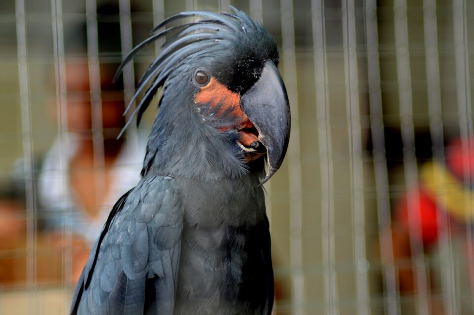 Parrot bird blackbird