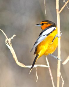 947 - BULLOCK'S ORIOLE (3-22-11) paton's yard, patagonia, scc, az  (5)