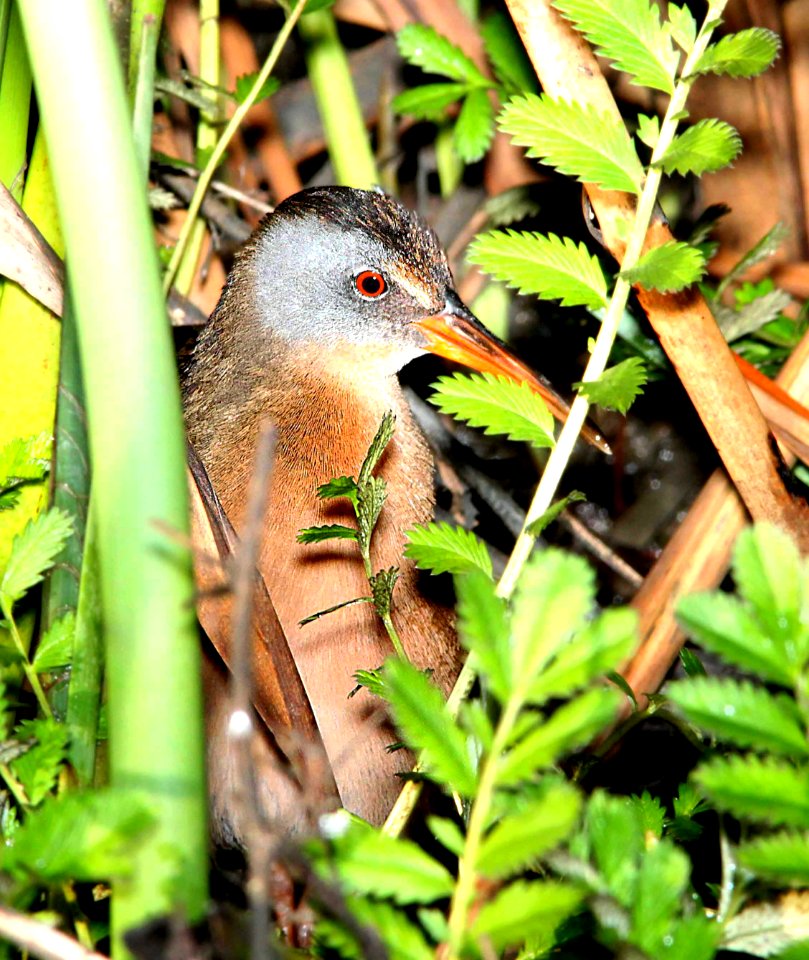 239 - VIRGINIA RAIL (3-2-10) morro bay, slo co