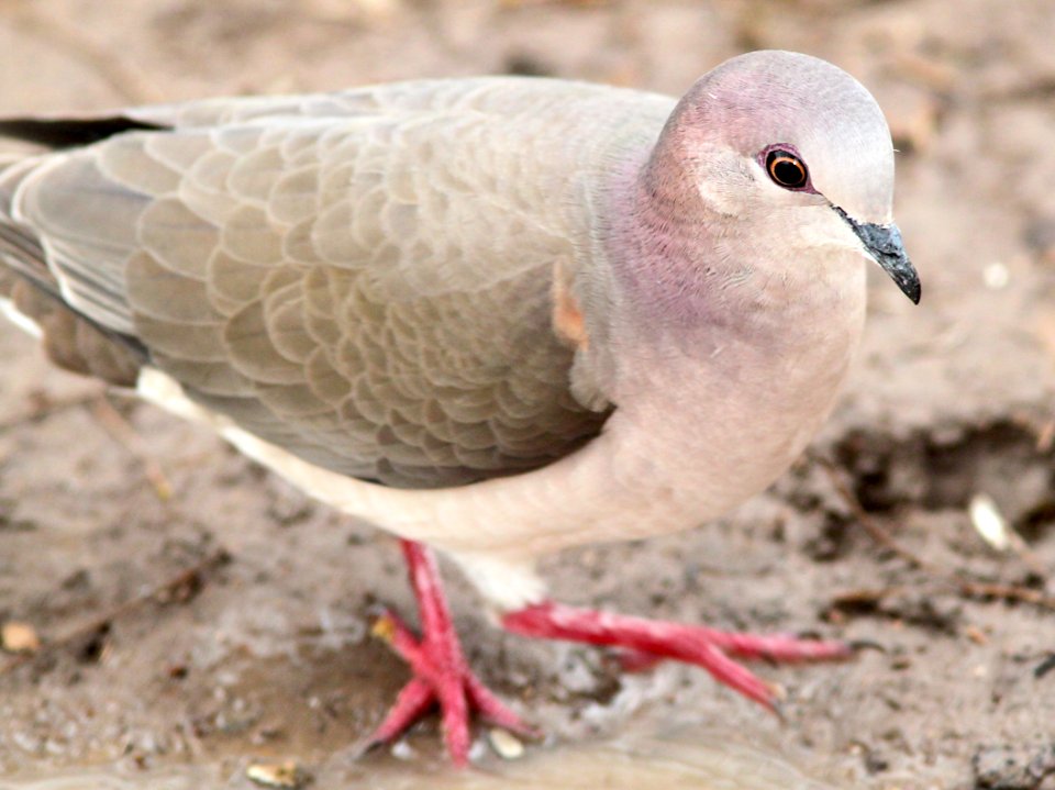 438 - WHITE-TIPPED DOVE (2-4-10) bentsen-rio grande state park, tx  (3)