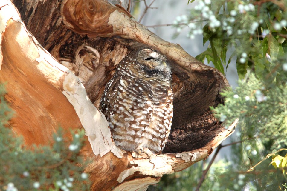 463 - SPOTTED OWL (10-9-12) huachuca mts, cochise co, az -01