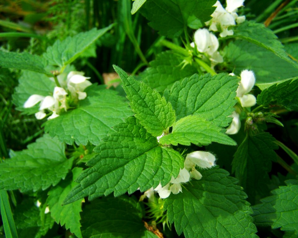 Herb nature healthy
