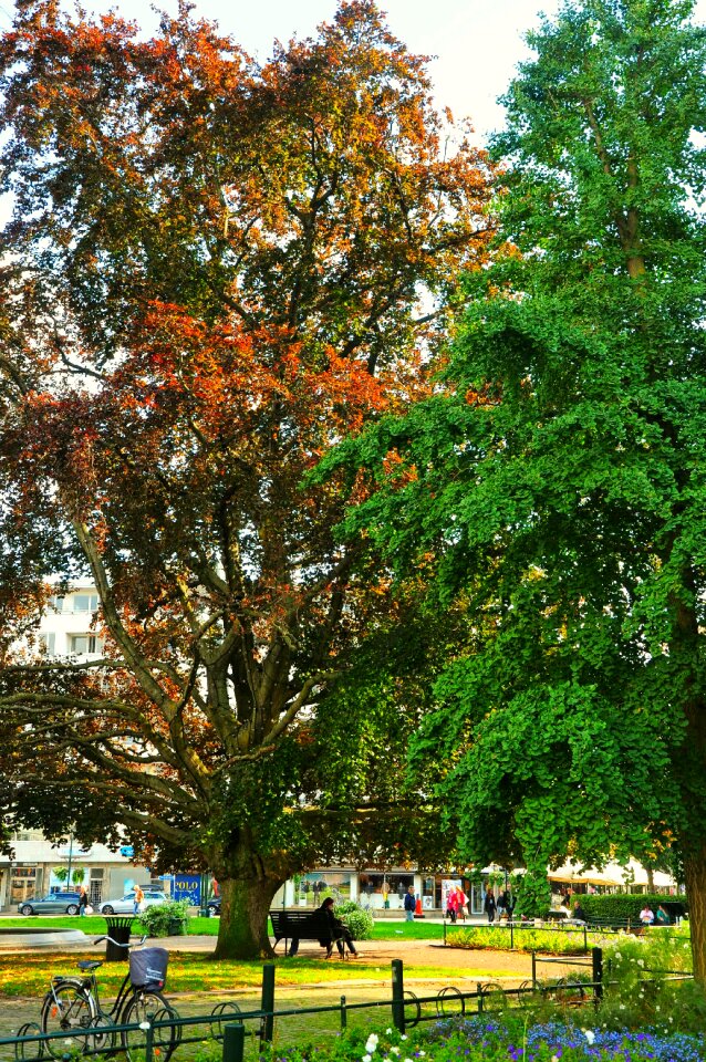 Green calm tall