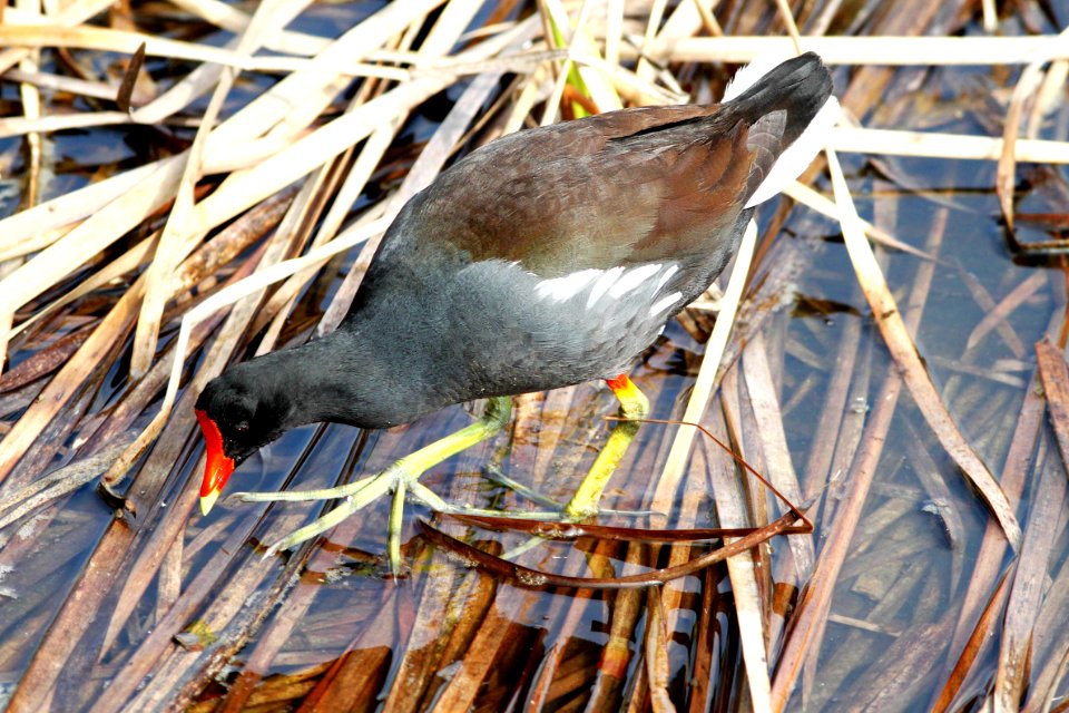 244 - COMMON GALLINULE (2-29-12) s padre island birding center, tx   (1)