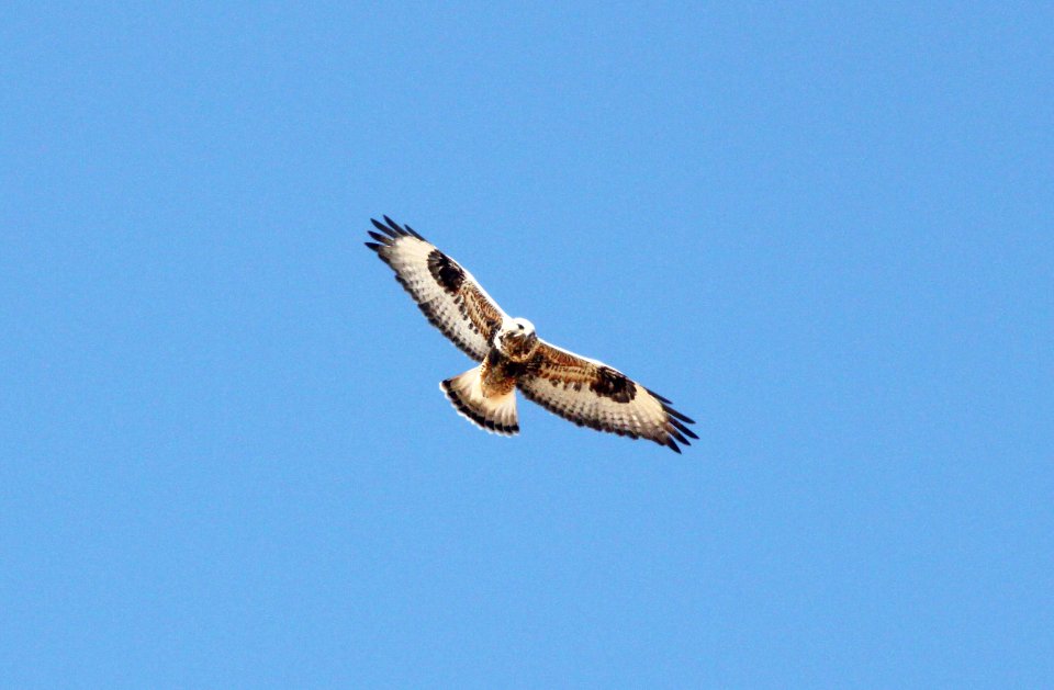 232 - ROUGH-LEGGED HAWK (11-9-09) adult female, sprague hill rd, carrizo, slo co, ca  (3)