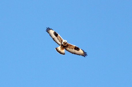 232 - ROUGH-LEGGED HAWK (11-9-09) adult female, sprague hill rd, carrizo, slo co, ca  (3)